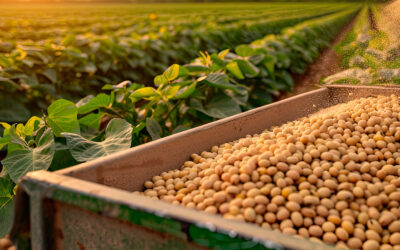 Produção gaúcha de soja e ovos cresce, apesar da tragédia com as chuvas