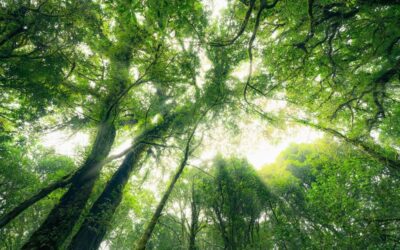 Mercado de carbono é visto como oportunidade de negócios, aponta CNI